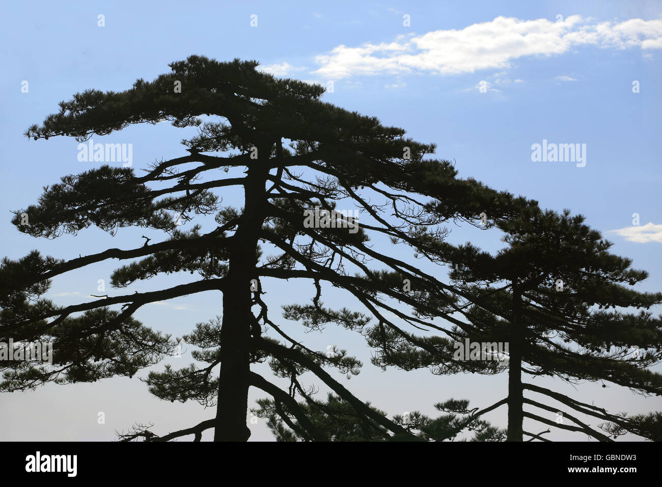 Pine tree low cloud hi-res stock photography and images - Alamy