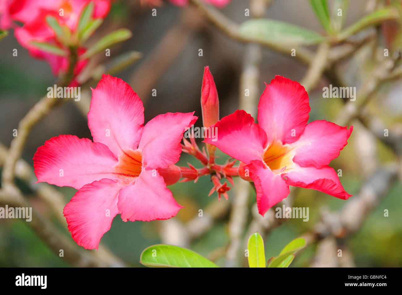 Apocynaceae hi-res stock photography and images - Alamy
