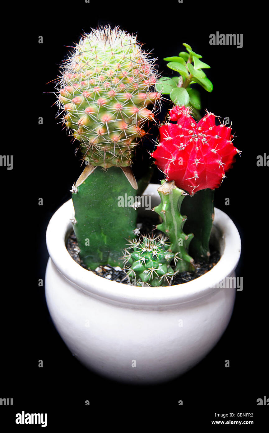 Cactus pot hi-res stock photography and images - Alamy