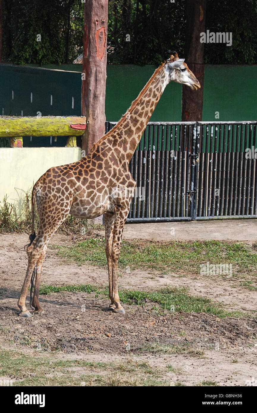 A young giraffe in the zoo Stock Photo