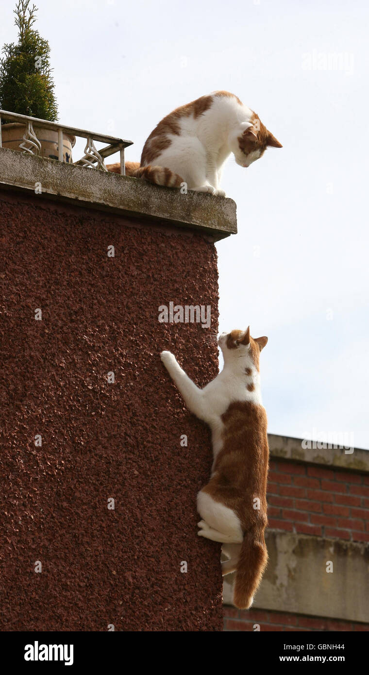 Charlie the cat nicknamed spider cat hires stock photography and