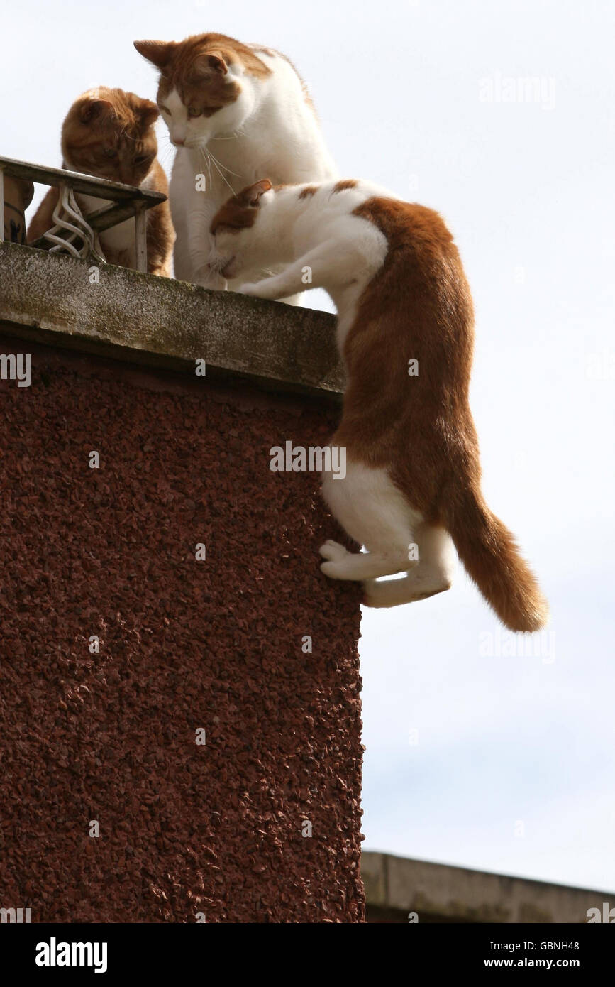 Charlie the cat, nicknamed spidercat, climbs a wall to gain entry to