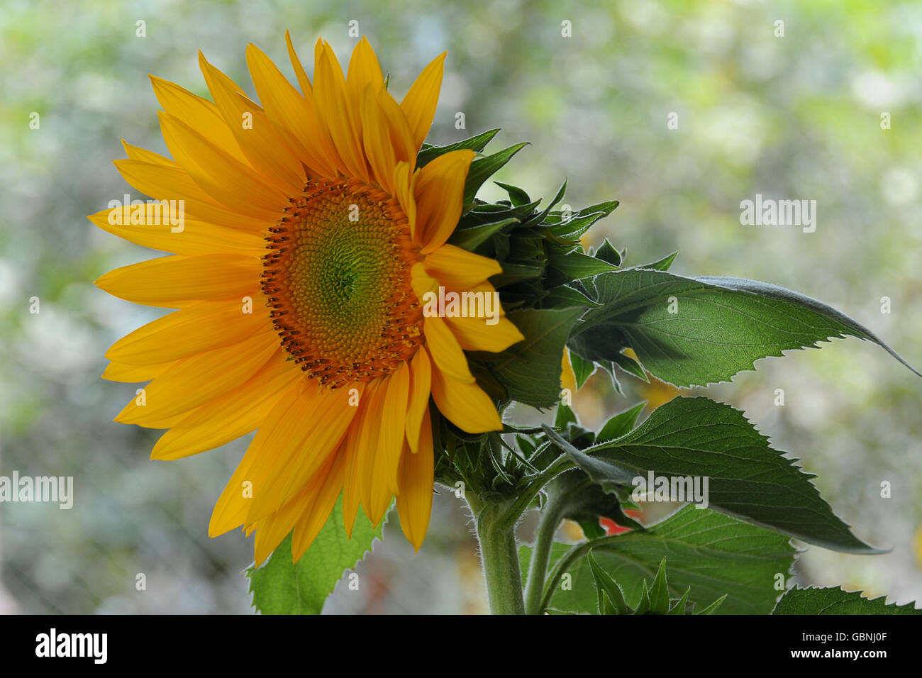 Sunflower is blossoming colorful on a natural background Stock Photo