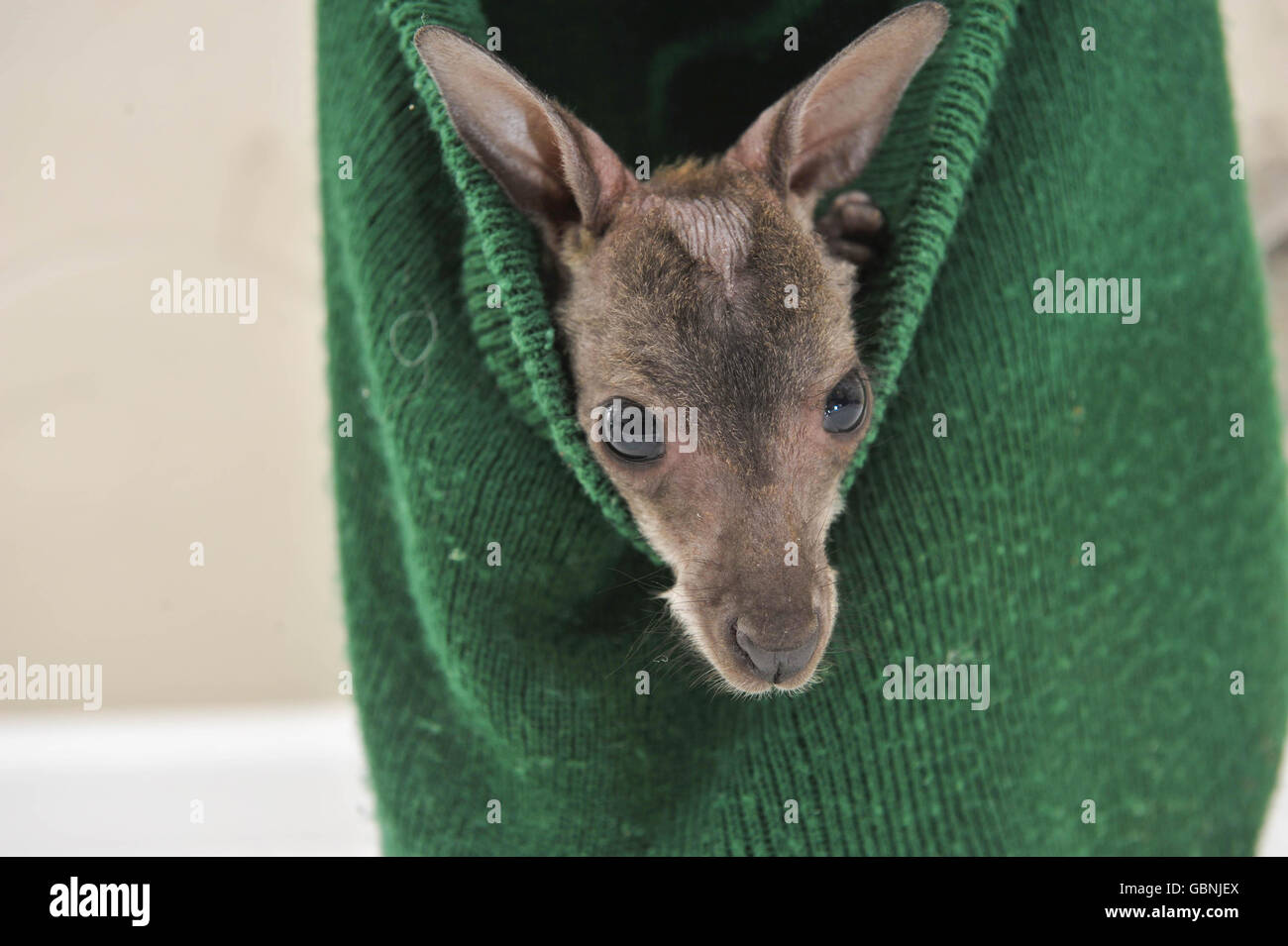 Animal pouch hi-res stock photography and images - Alamy
