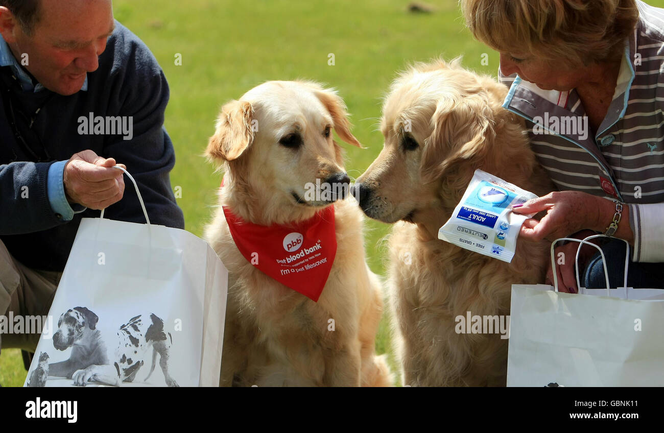 Pet Blood Bank Uk Stock Photo 110499341 Alamy