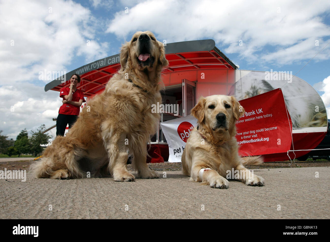 Pet Blood Bank Uk Stock Photo 110499343 Alamy