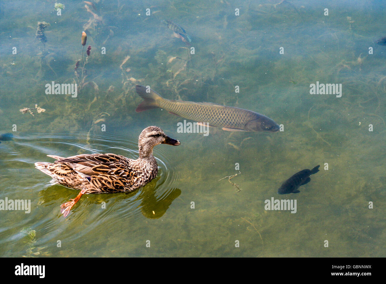 Duck wading in water hires stock photography and images Alamy