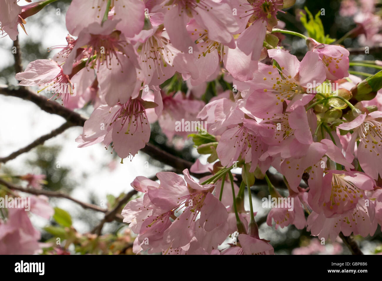 The close up of pink sakura flower branch (cherry blossom Stock Photo ...