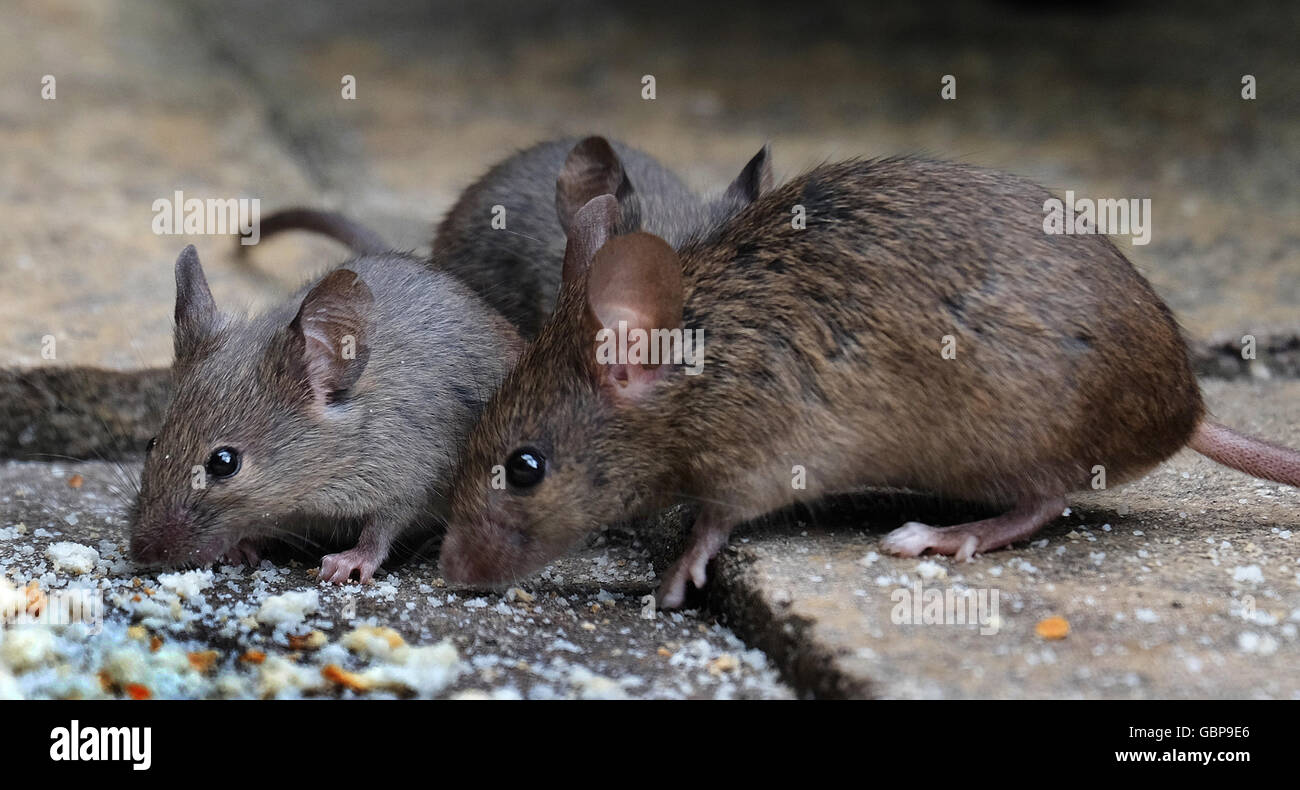 Mice feeding in house garden Stock Photo Alamy