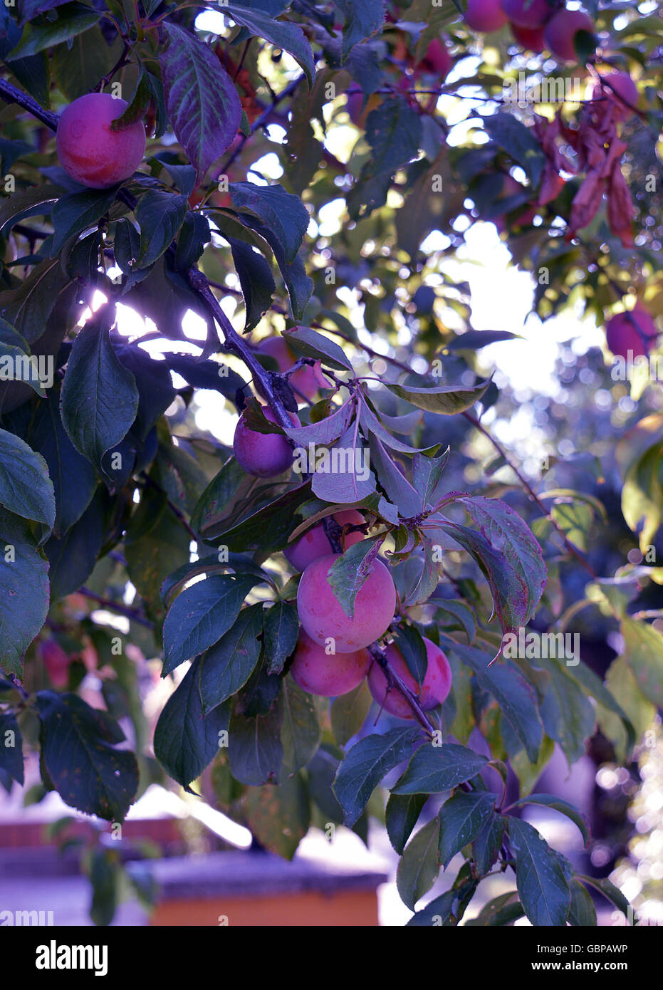 Plums (prunus domestica) growing in a garden in Rome, Italy Stock Photo
