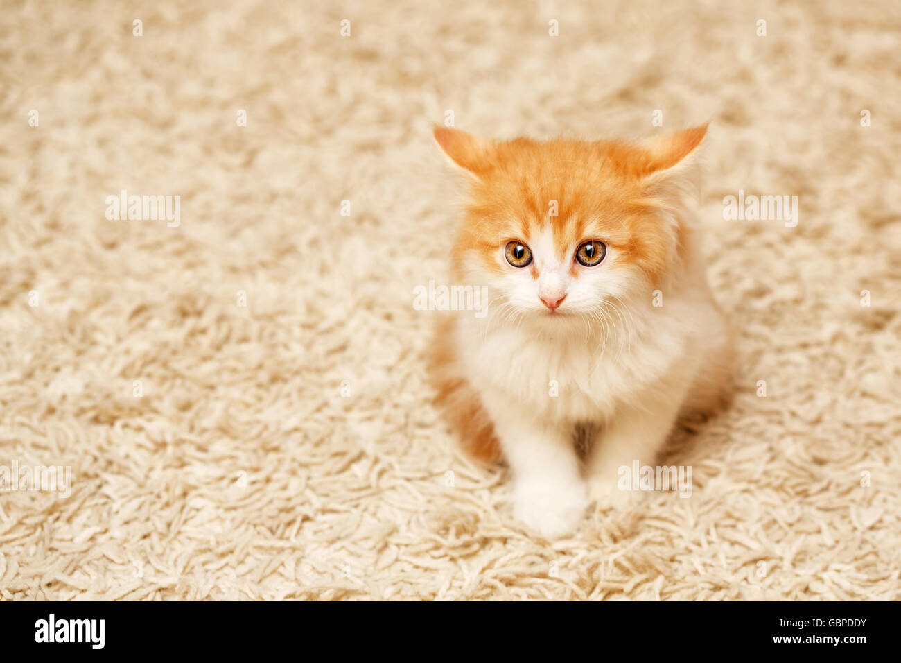 Cute ginger and white kitten sitting on the floor in the room. Sad ...