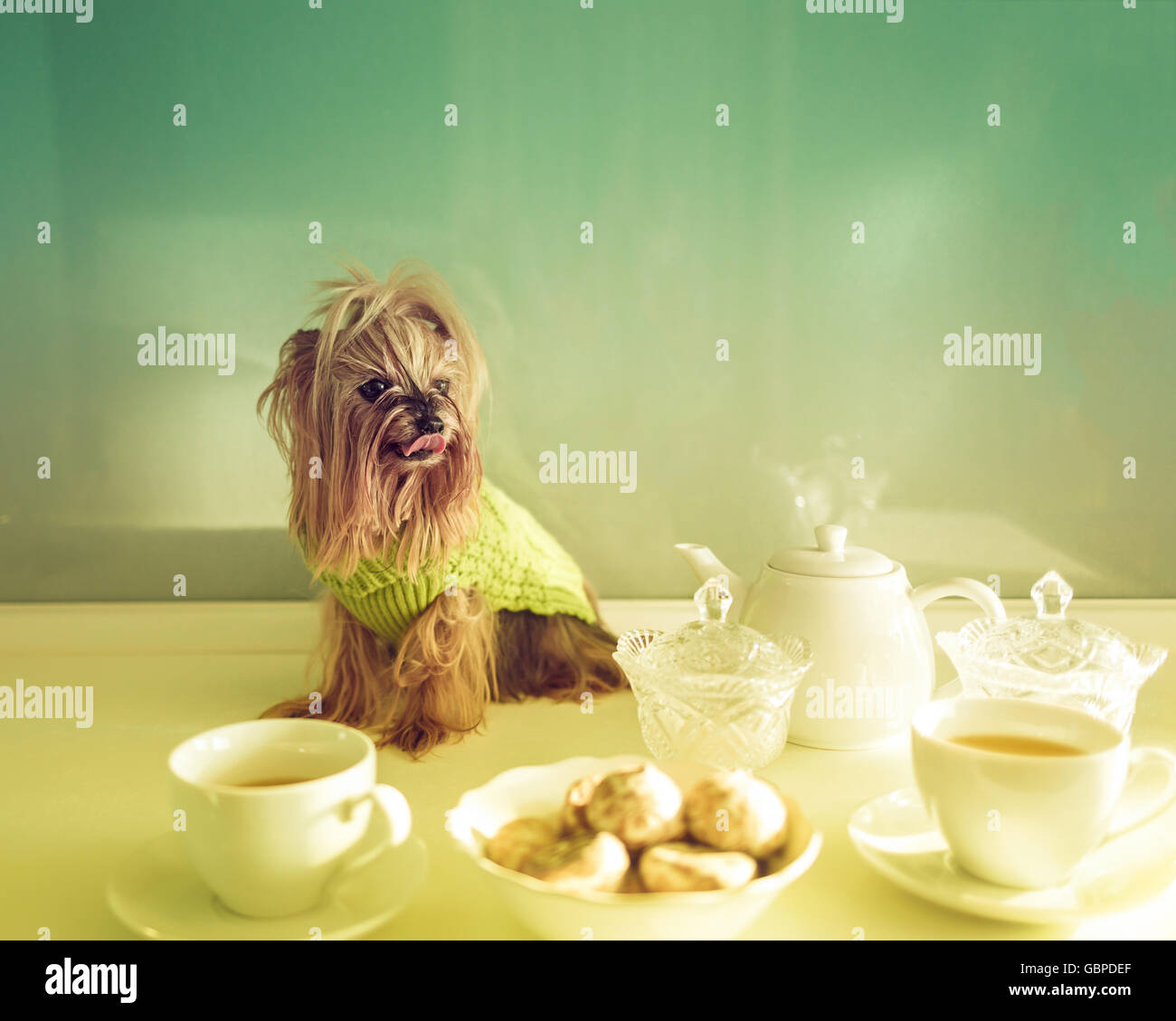 Yorkshire Terrier sitting on the kitchen table. Cute pets. Dog Stock