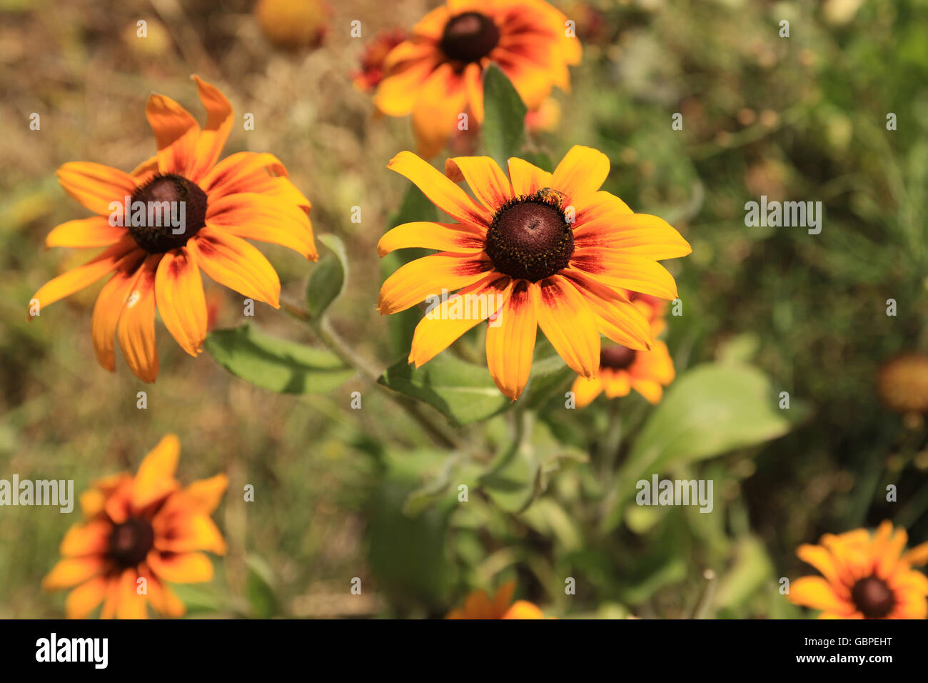 Black eyed susan north dakota hires stock photography and images Alamy