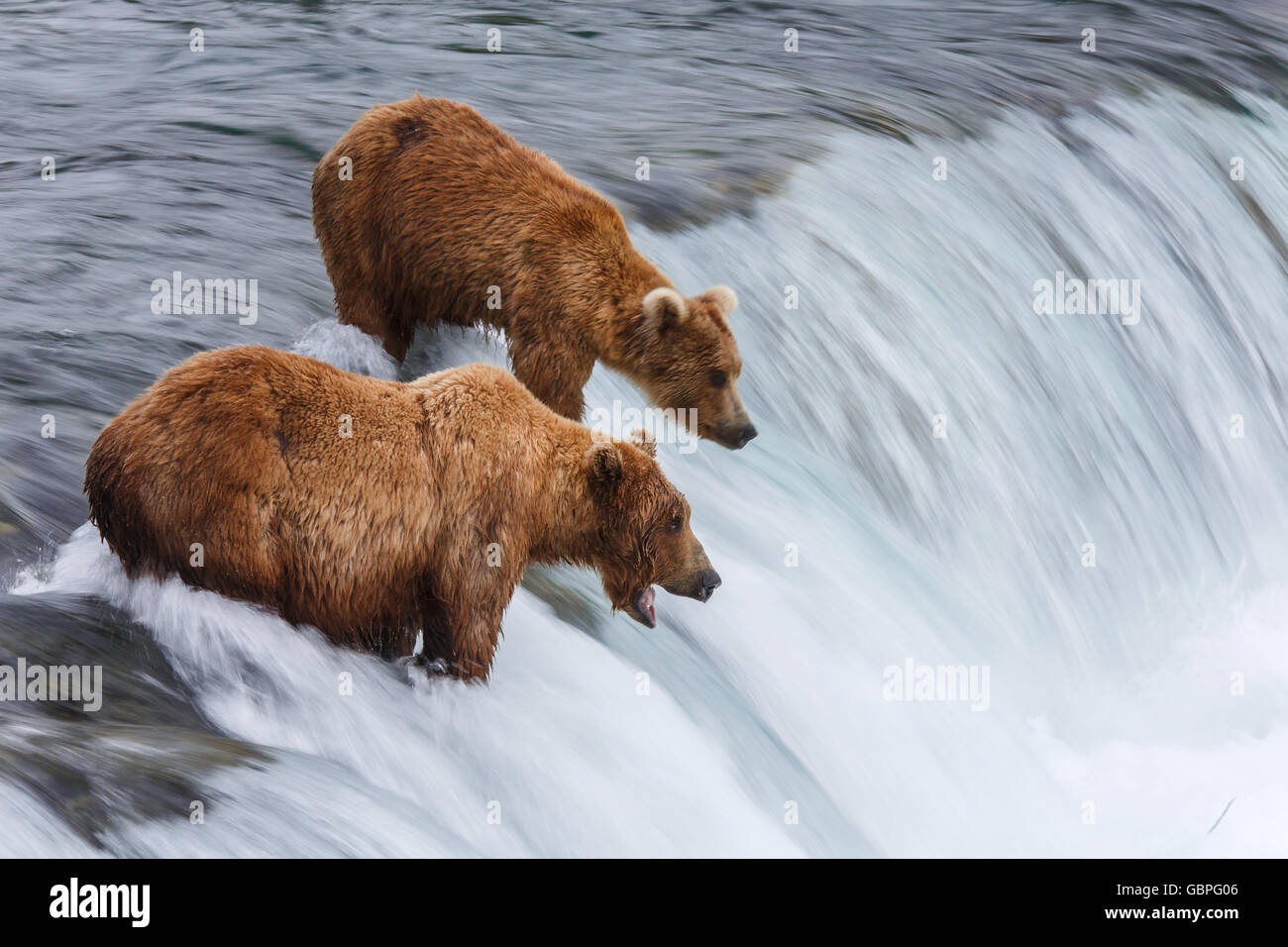 Grizzly Bears Fishing For Salmon Stock Photo