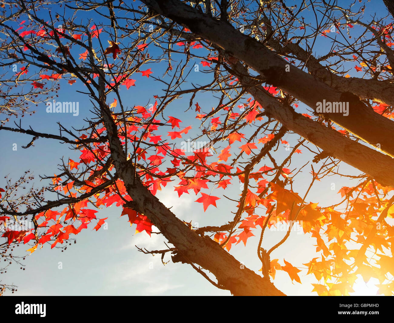 Red maple leaves on the tree against the sky and sunlight Stock Photo ...