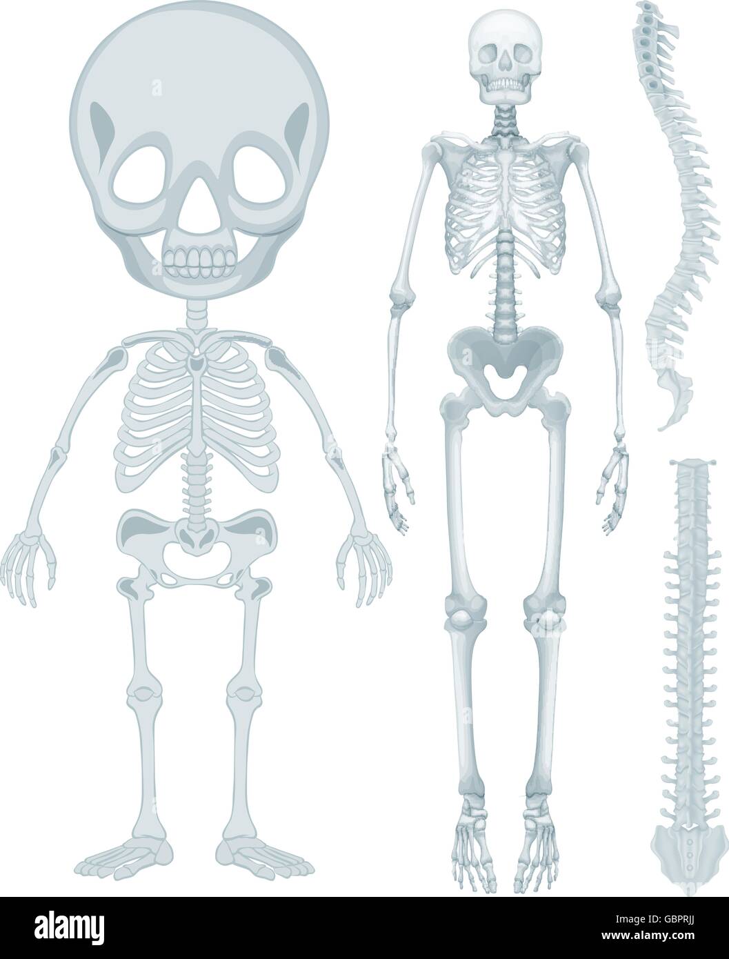 Skeletal system for human being illustration Stock Vector