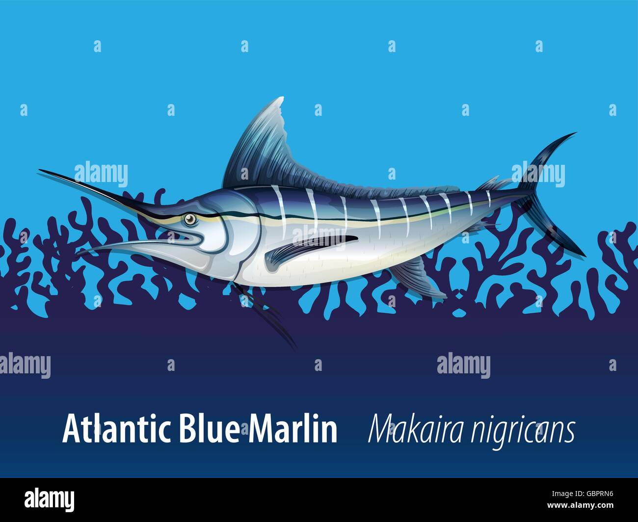 Atlantic blue marlin under the sea illustration Stock Vector