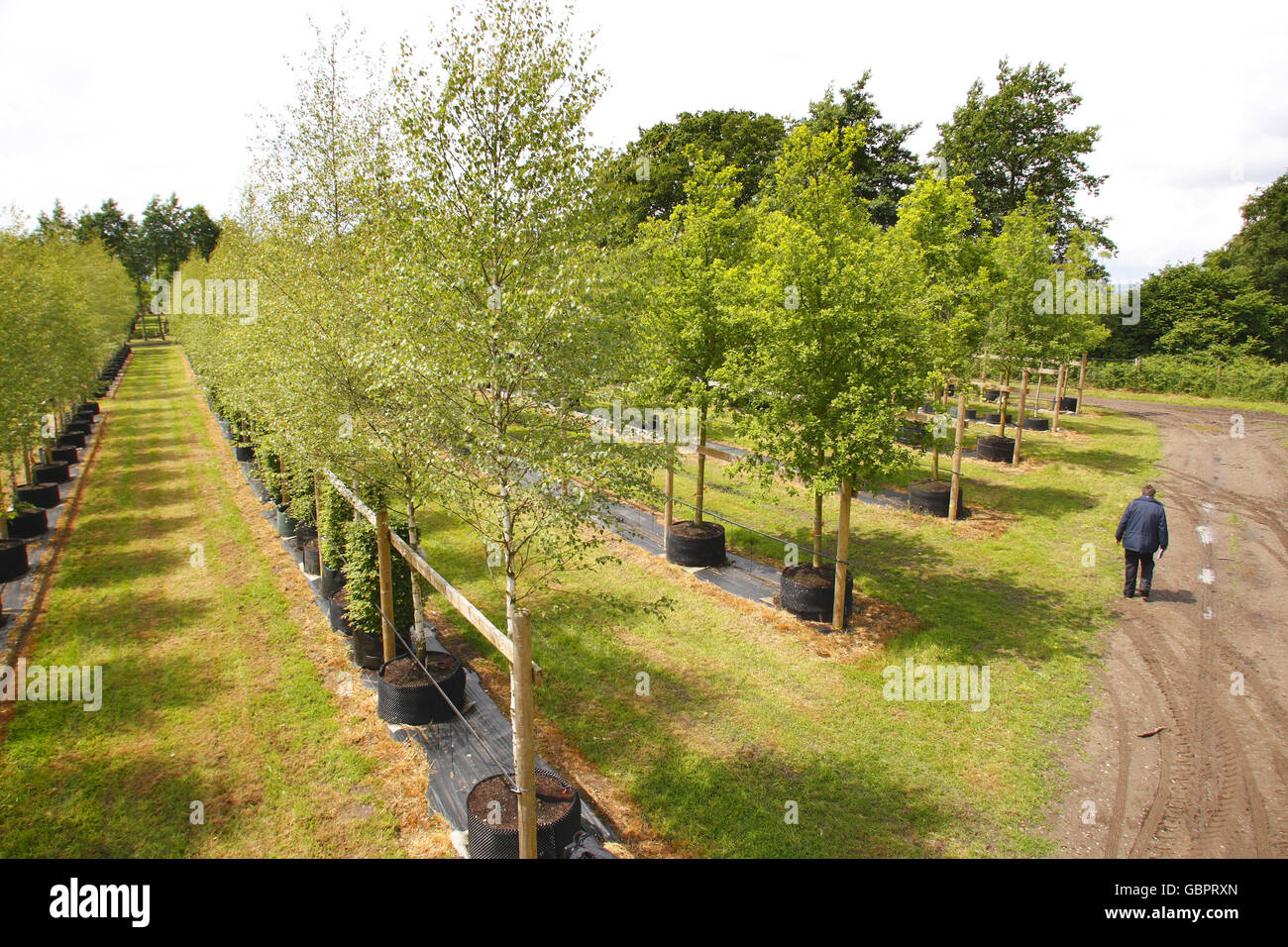 Hillier nurseries hires stock photography and images Alamy