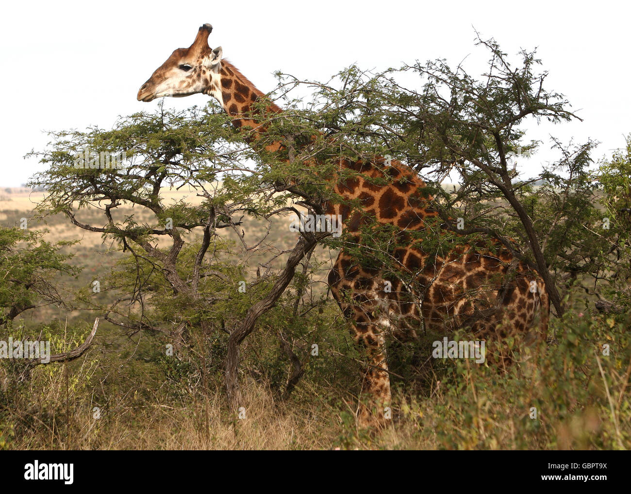 A Giraffe in Tala Game Park near Durban, South Africa. Durban, South Africa. Stock Photo