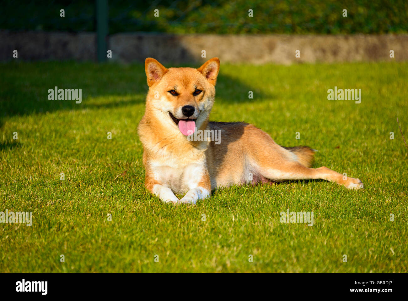 Lying Shiba Inu Hi Res Stock Photography And Images Alamy