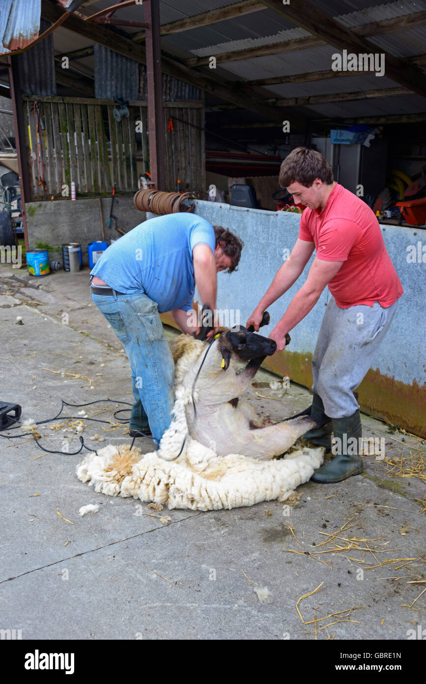 Shearing sheep, Ireland Stock Photo