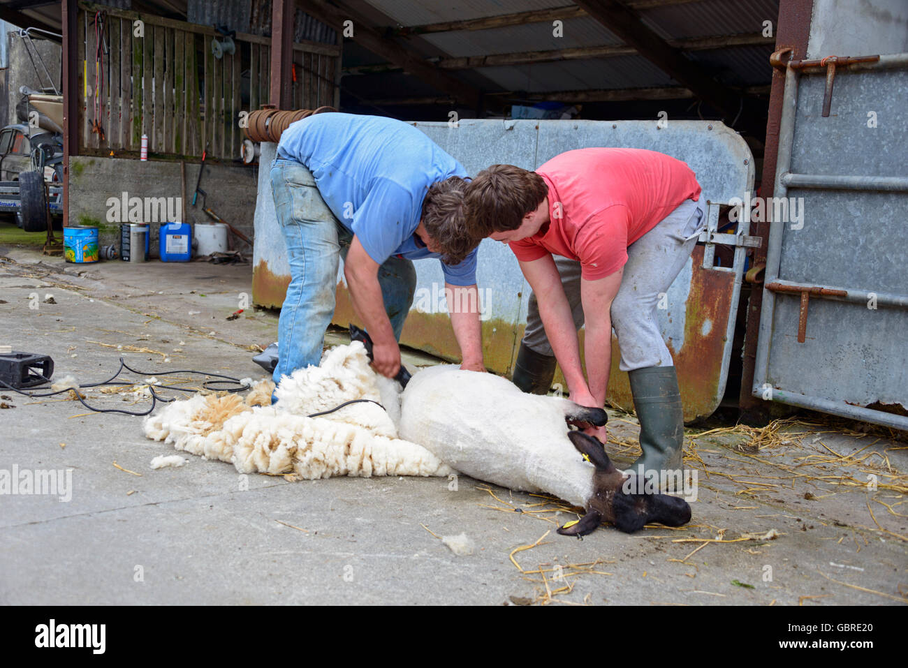 Ireland sheep shearing hires stock photography and images Alamy
