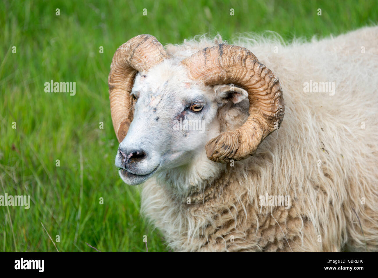 Sheep head iceland hires stock photography and images Alamy