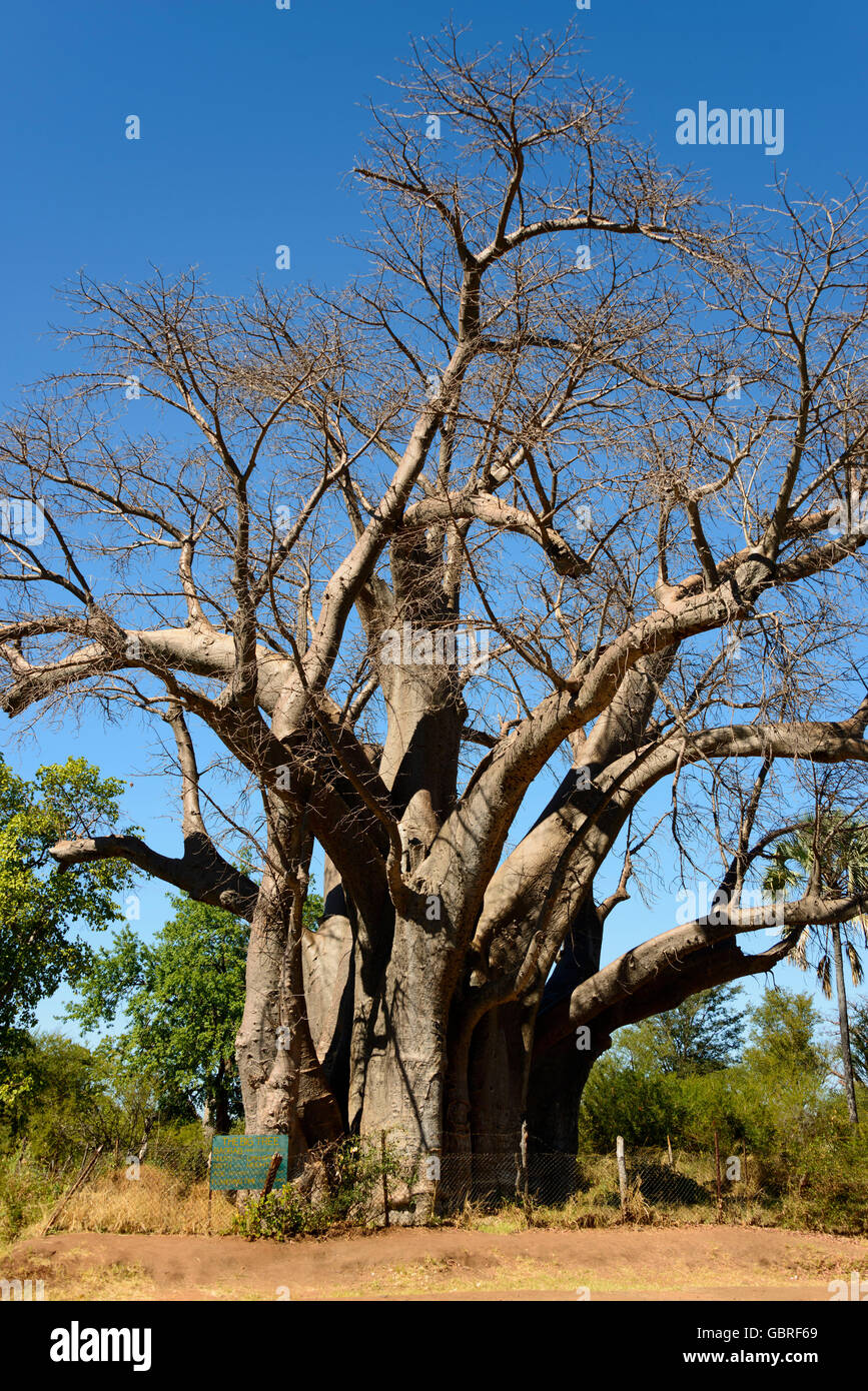 The Big Tree, Baobab, Zimbabwe Stock Photo Alamy