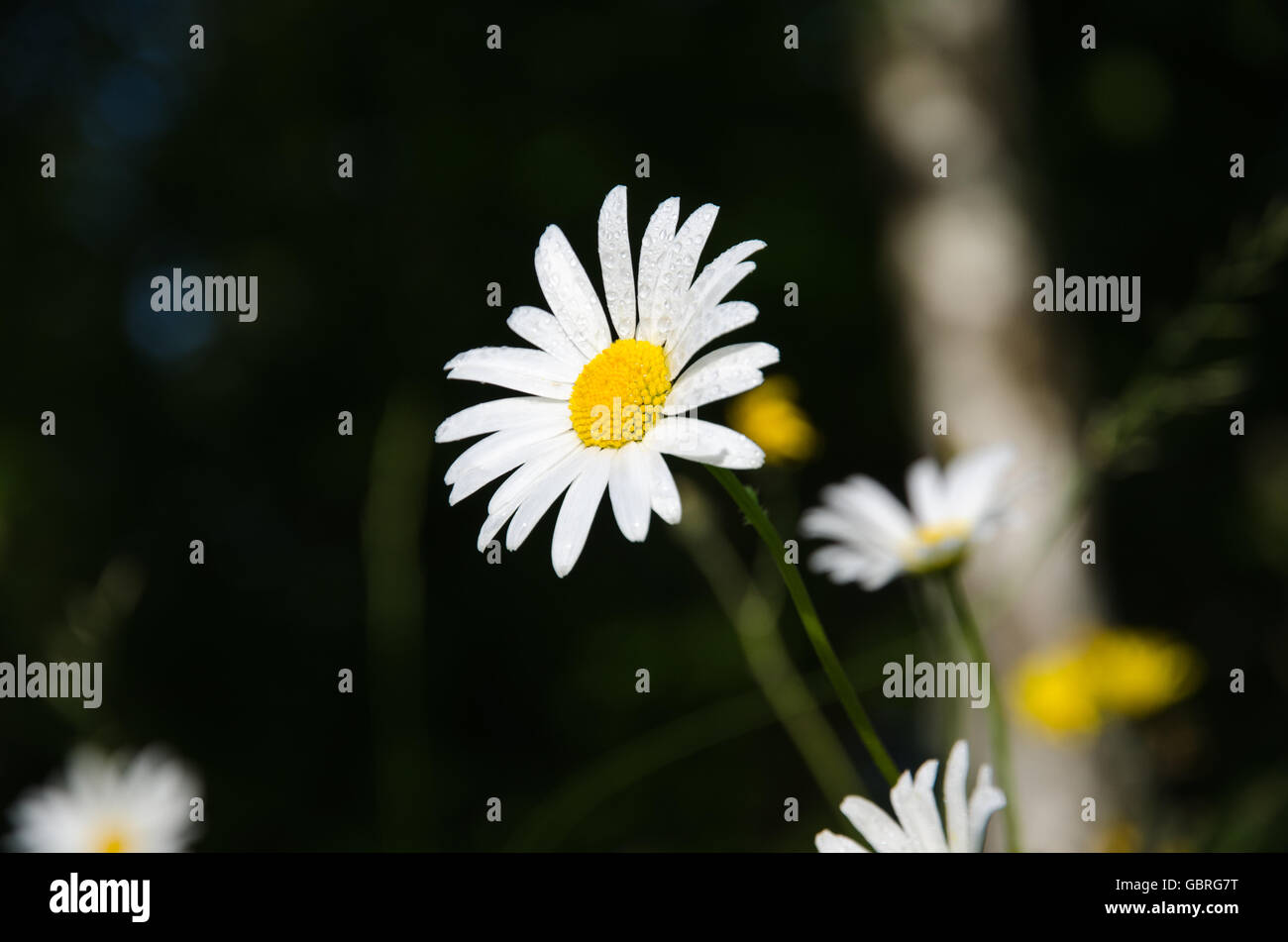 Glowing daisy with water drops at a dark natural background Stock Photo