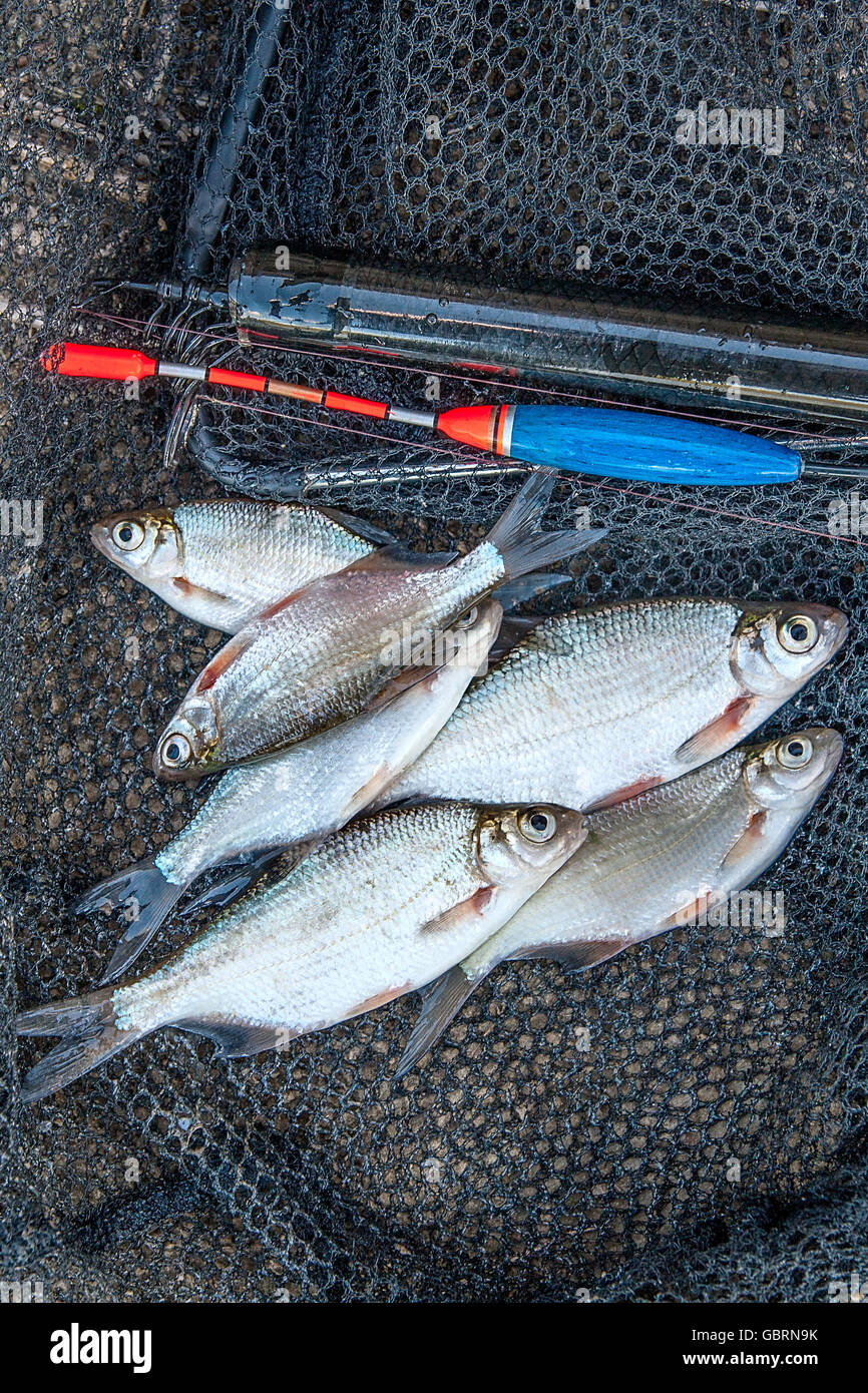 Freshwater fish just taken from the water. Fishing rod with float and fishing net as background