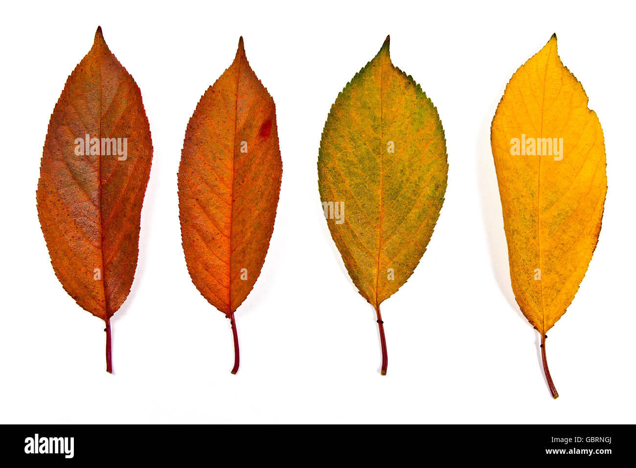 Autumn leaves of cherry tree isolated on white background. With clipping path. Autumn leaves of cherry tree colored by yellow Stock Photo