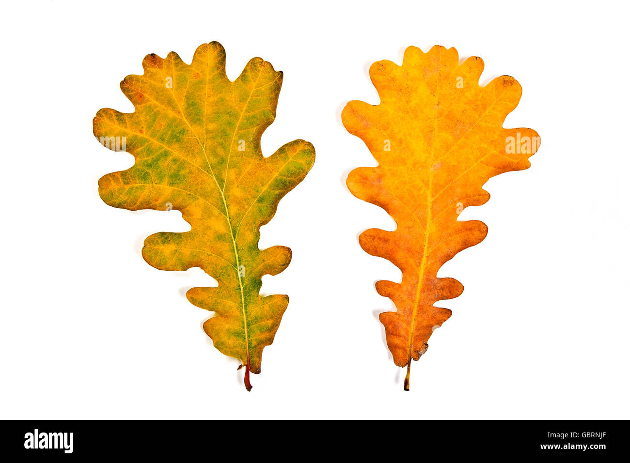 Autumn leaves of oak tree isolated on white background. With clipping path. Autumn leaves of oak tree colored by yellow, red Stock Photo