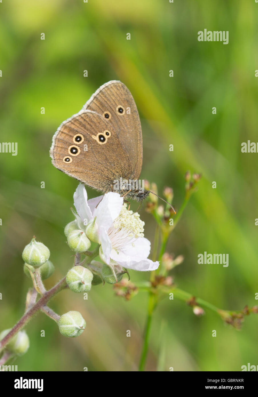 Ringlet butterfly (Aphantopus hyperantus) on bramble flowers in Hampshire, England Stock Photo