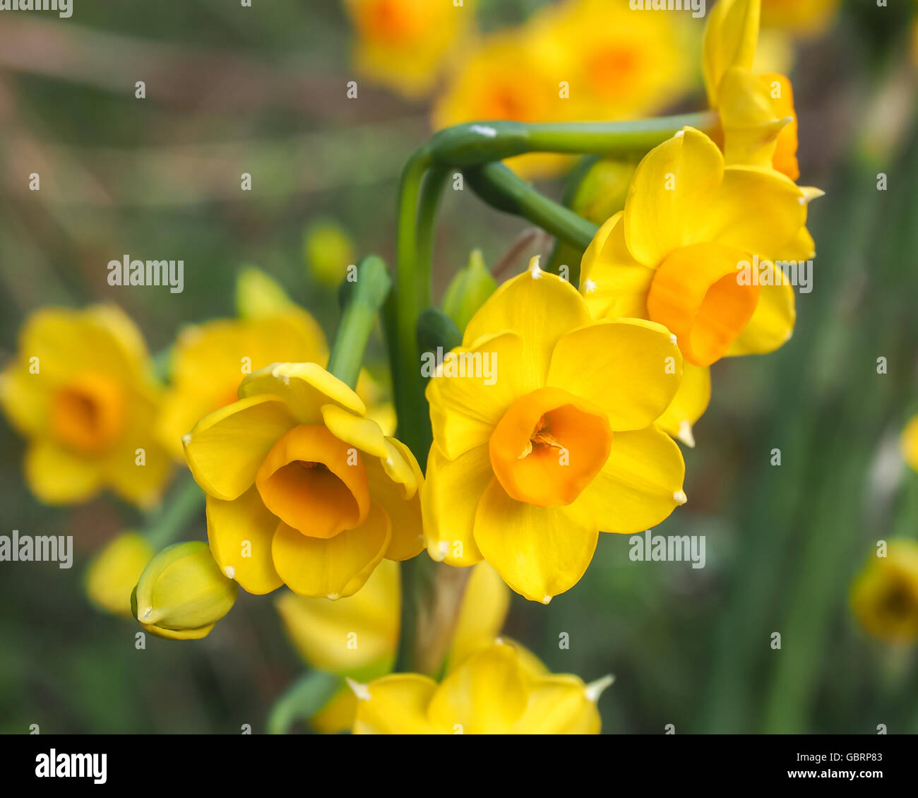 Jonquils Bright Yellow and Orange Close-up Stock Photo