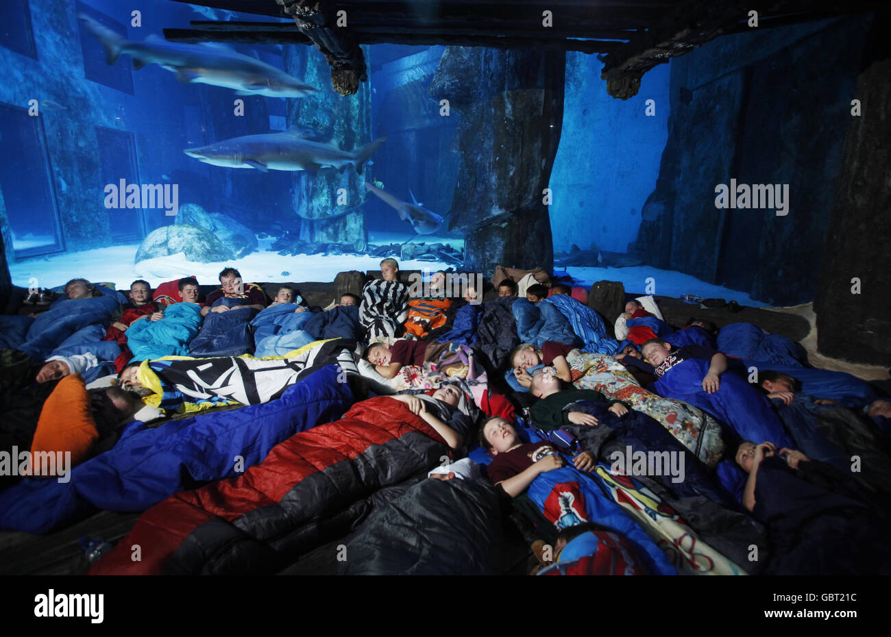 An aquarium sleepover hires stock photography and images Alamy