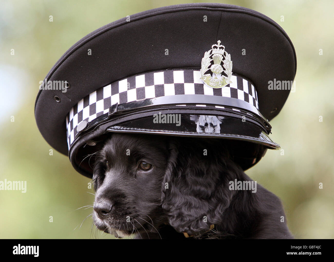 Copper, a nine-week-old Cocker Spaniel, during a photocall where the spaniel was handed over to the charity, Cancer & Biodetection Dogs, by Strathclyde Police at the Scottish Police Dog Training Centre, Pollok Country Park. Stock Photo