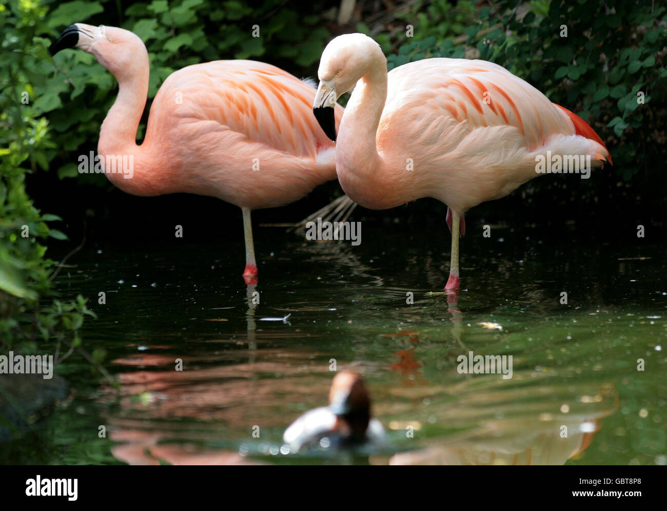 Two of the four resident flamingos, over 30 years old, at the Spanish