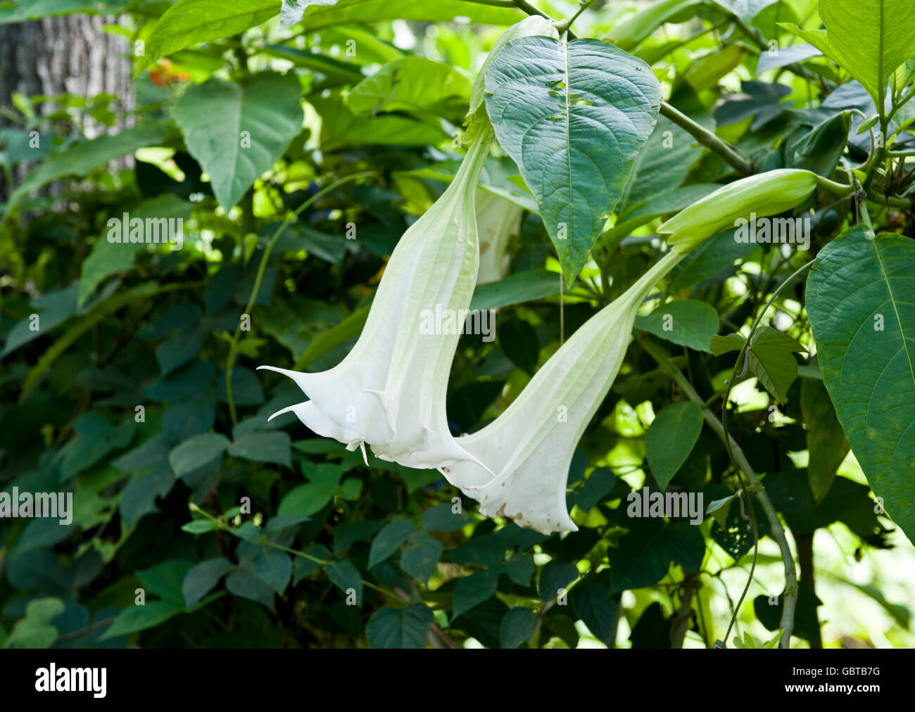 Funnel shaped exquisite white Angel's Trumpet flowers of Brugmansia family in genus Datura. Stock Photo