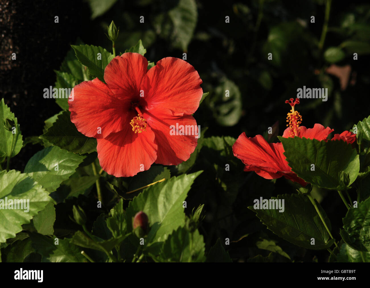 Close up of red Hibiscus flowers. Stock Photo