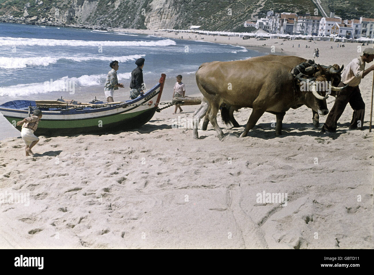 Oxen pulling boat hi-res stock photography and images - Alamy