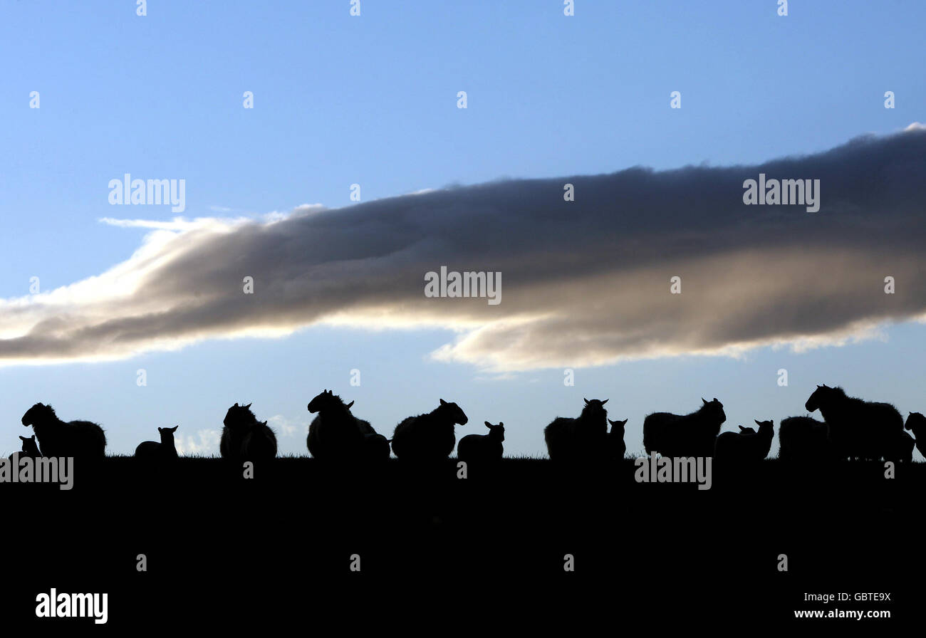 Lambing season Stock Photo