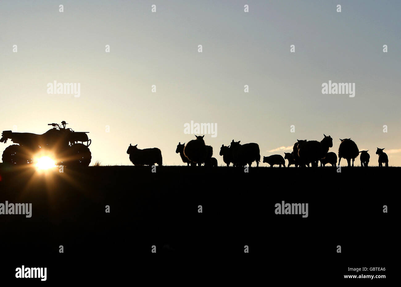 Lambing season Stock Photo
