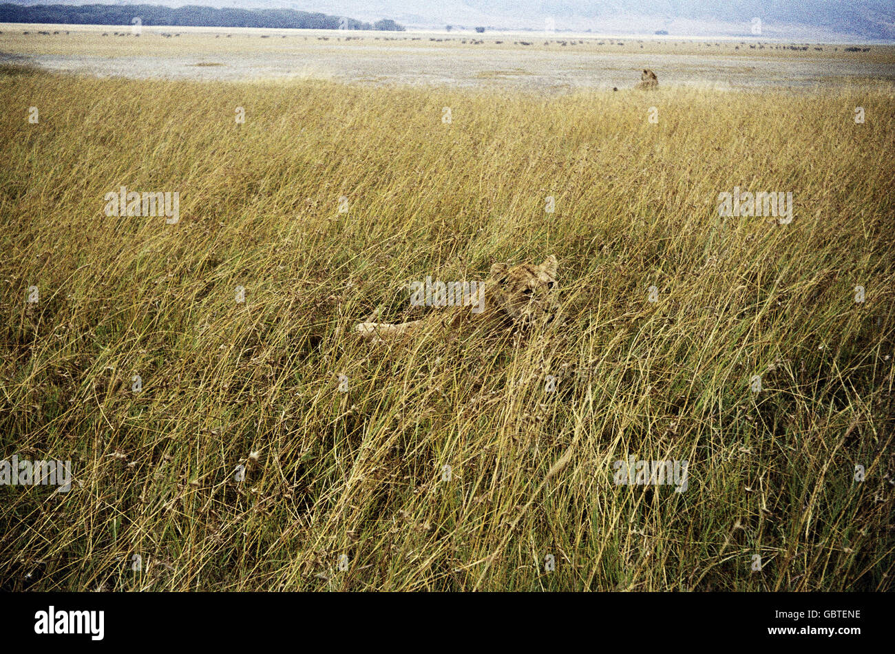 geography / travel, Tanzania, Serengeti, Ngorongoro, lions in grassland, 1960s, 60s, 20th century, historic, historical, Africa, zoology, animal, animals, mammal, mammalian, mammals, mammalians, mammalia, predator, beast of prey, carnivore, predators, beasts of prey, carnivores, national park, UNESCO World Natural Heritage Site / Sites, lowlands, champaign, flat country, flat land, flat ground, flat, plain, level country, steppe, grass-covered plain, pampa, scrub, veld, Ilanos, steppes, savanna, grass-covered plains, landscape, landscapes, wideness, Additional-Rights-Clearences-Not Available Stock Photo