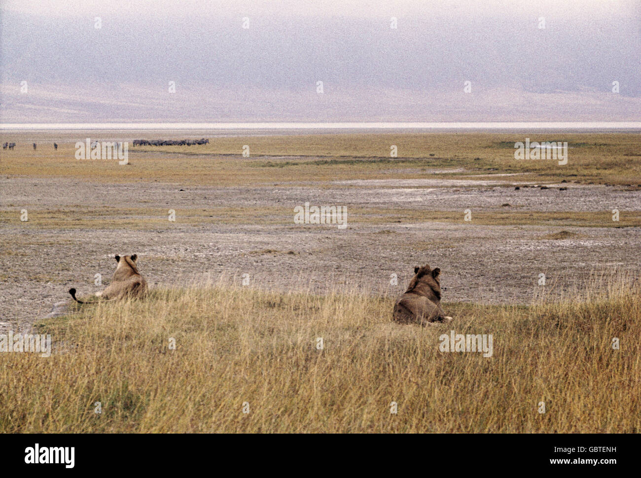 geography / travel, Tanzania, Serengeti, Ngorongoro, lions in grassland, 1960s, 60s, 20th century, historic, historical, Africa, zoology, animal, animals, mammal, mammalian, mammals, mammalians, mammalia, predator, beast of prey, carnivore, predators, beasts of prey, carnivores, national park, UNESCO World Natural Heritage Site / Sites, lowlands, champaign, flat country, flat land, flat ground, flat, plain, level country, steppe, savanna, grass-covered plain, pampa, scrub, veld, Ilanos, steppes, grass-covered plains, landscape, landscapes, wideness, Additional-Rights-Clearences-Not Available Stock Photo