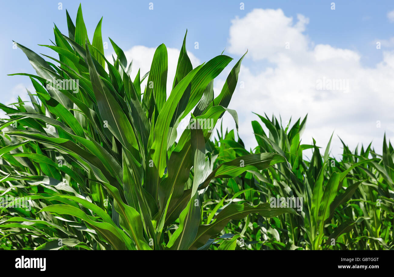 Corn leaves hi-res stock photography and images - Alamy