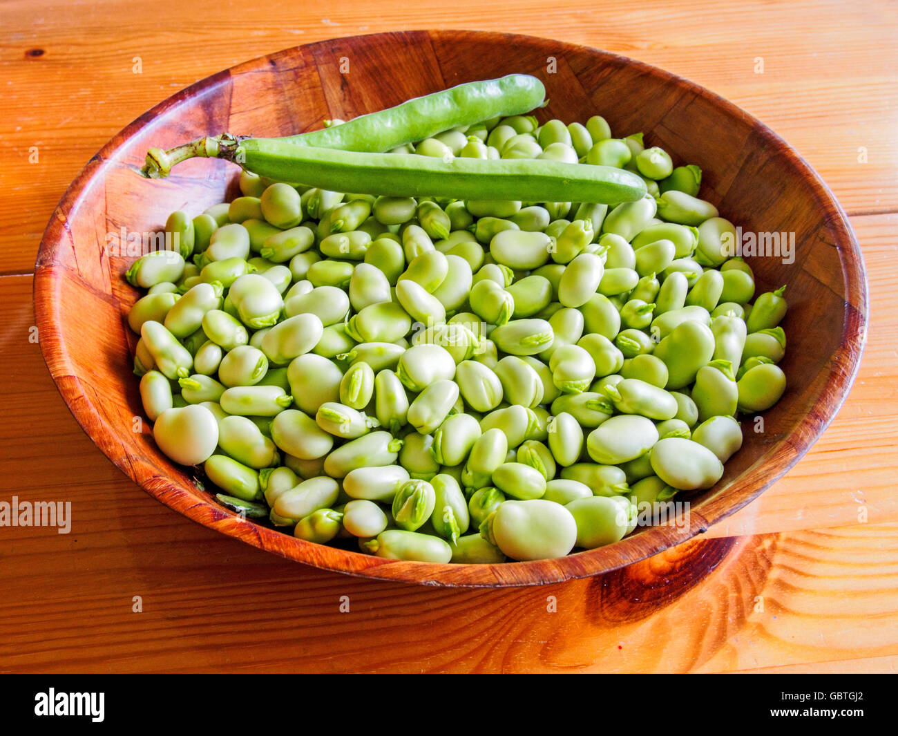 Podded broad beans in a wooden bowl ready for cooking. Stock Photo