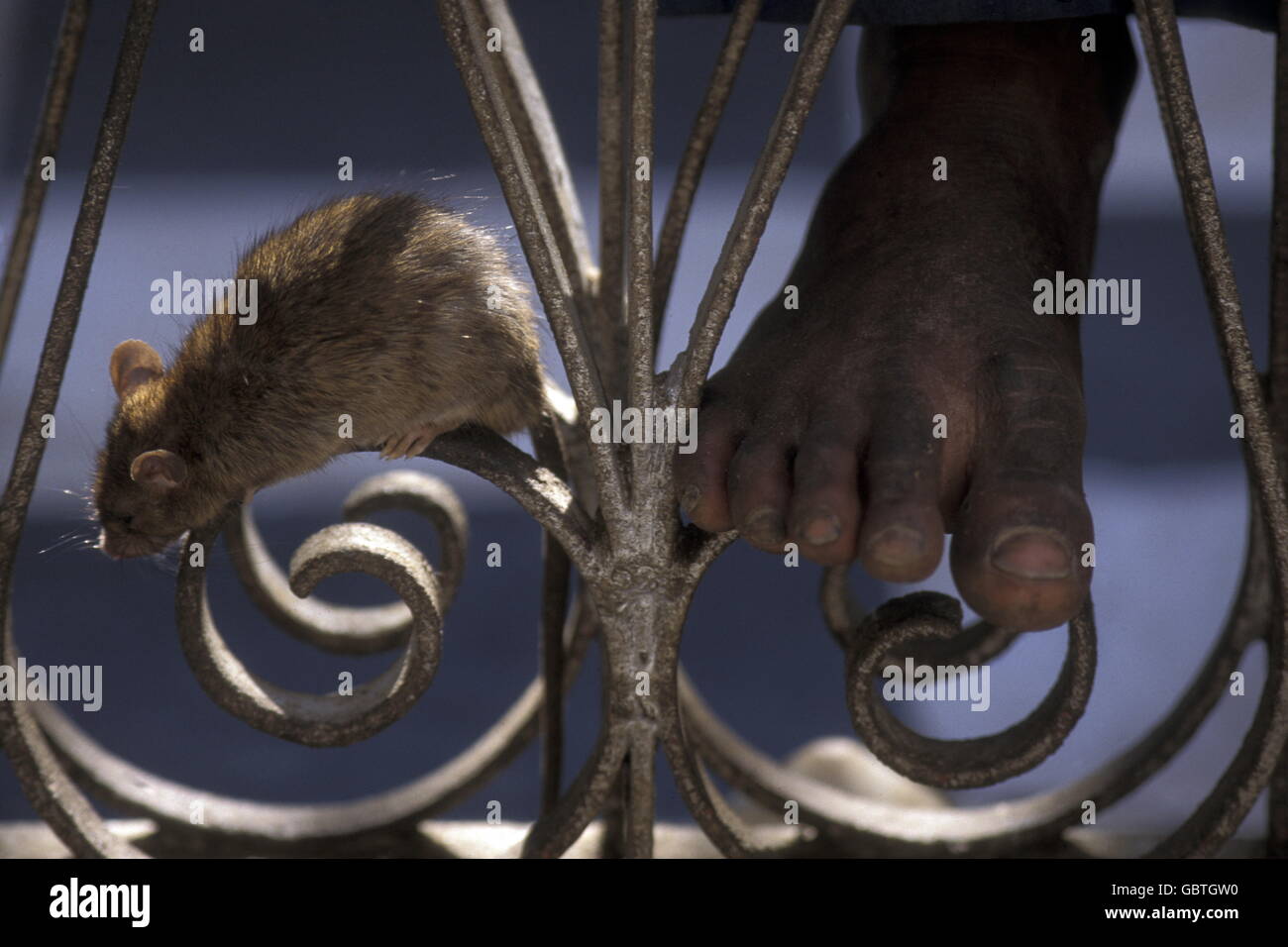 Deshnok rajasthan india asia hi-res stock photography and images - Alamy
