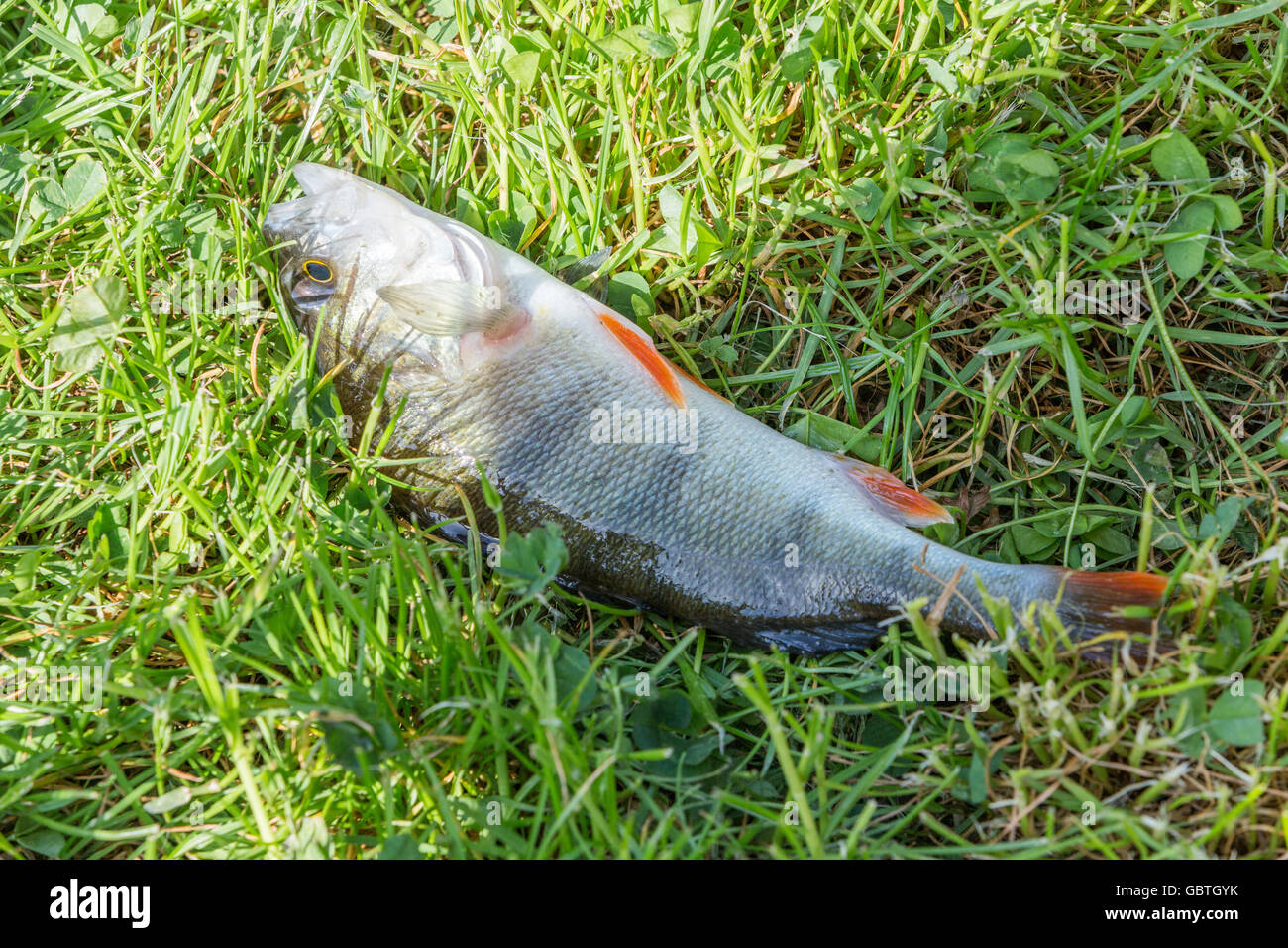 Pickerel fish hi-res stock photography and images - Page 4 - Alamy