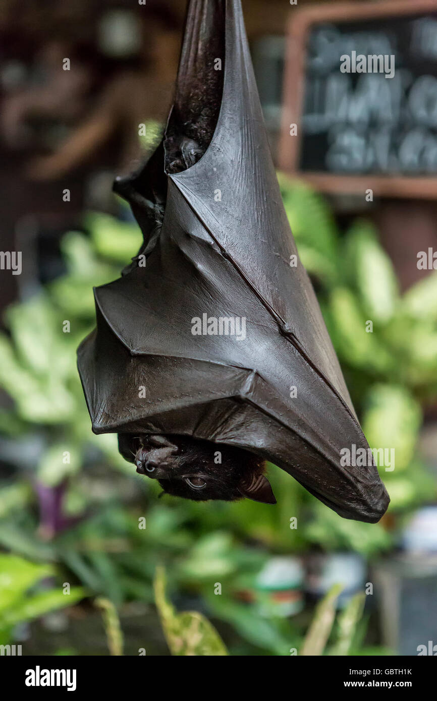 Tame bat sleeping at coffe market. The bat is for attracting customers to that particular stall. Tanah Lot, Bali, Indonesia Stock Photo