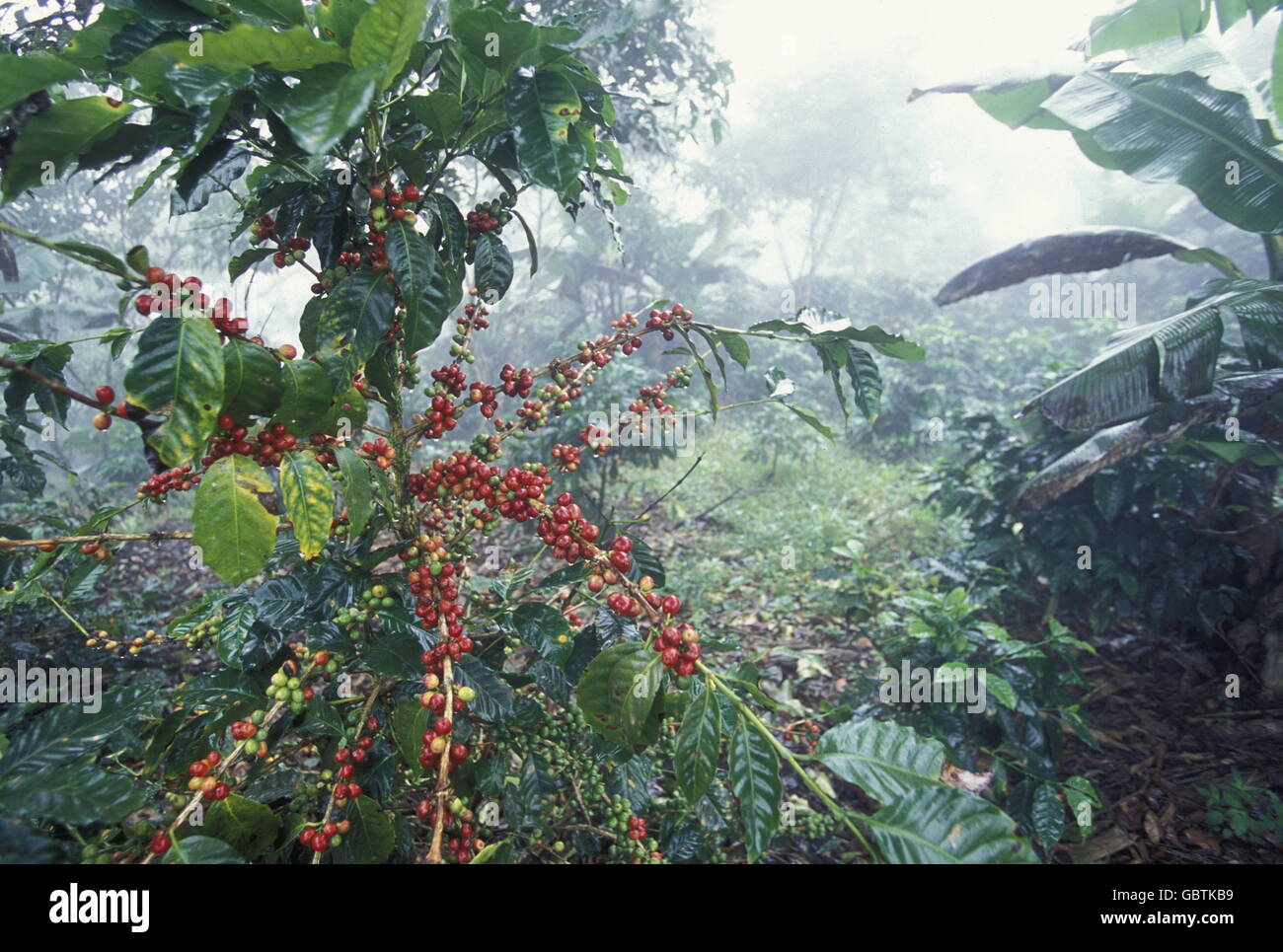 The coffee Plantations in the Hills of Copan in Honduras in Central